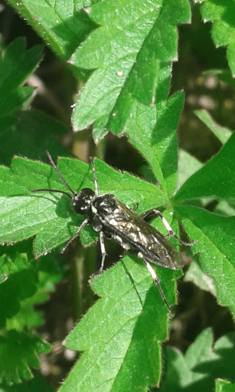 Tenthredinidae : Macrophya sp. (M. albicincta o M. alboannulata)